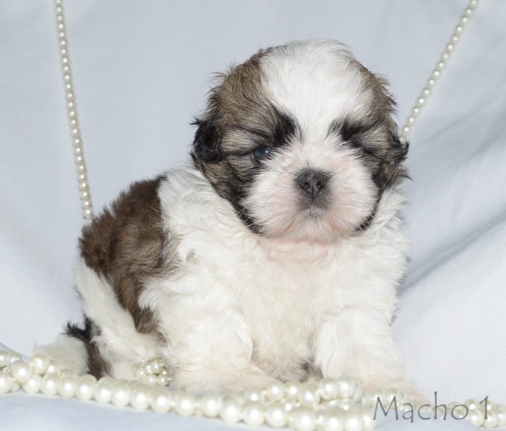 canil shih tzu rio de janeiro jacarepaguá.jpg